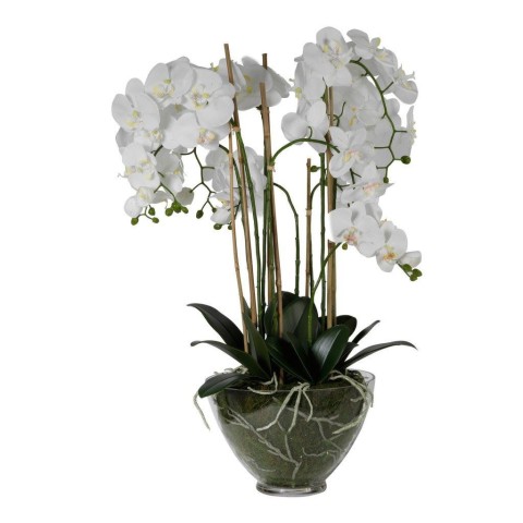 PIANTA PHALAENOPSIS IN VETRO H80